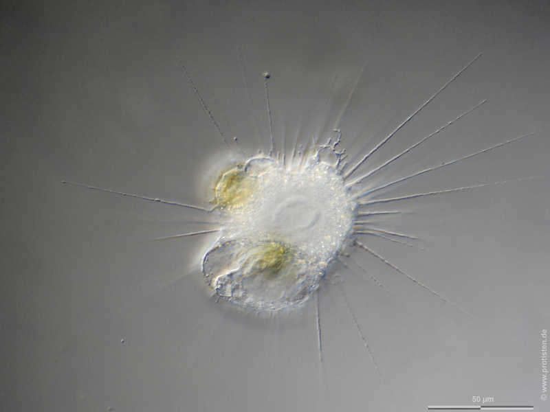 Image of Actinophrys sol