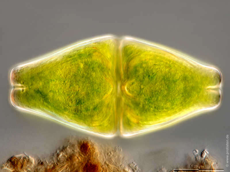 Image de Euastrum ansatum var. rhomboidale