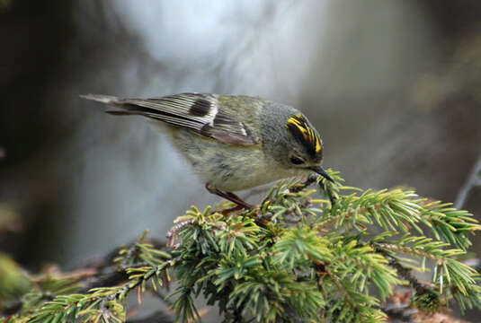 Image of Goldcrest