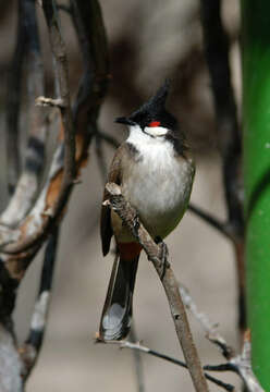 Image of Red-whiskered Bulbul