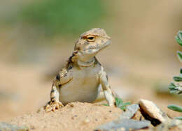 Image of Sunwatcher Toadhead Agama