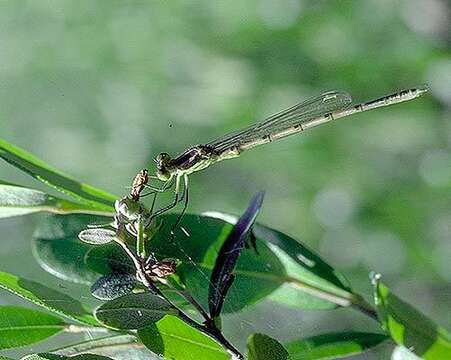 Image of forktail