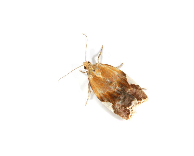 Image of Clepsis persicana