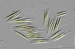 Image of Monoraphidium griffithi