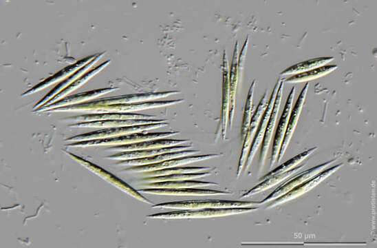 Image of Monoraphidium griffithi
