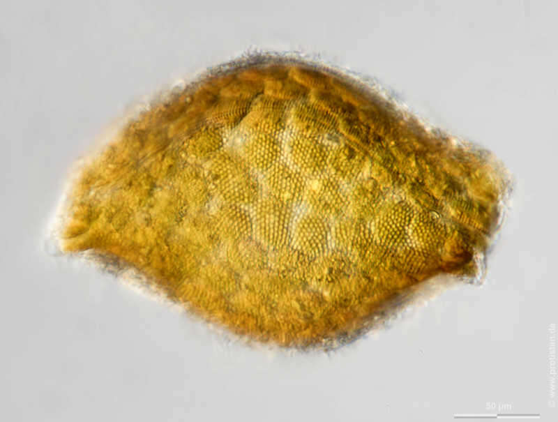 Image of Odontella rhombus