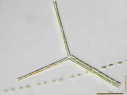 Asterionella Hassall 1850 resmi