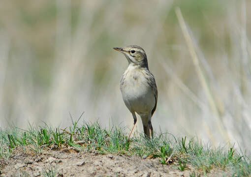 Image of Richard's Pipit