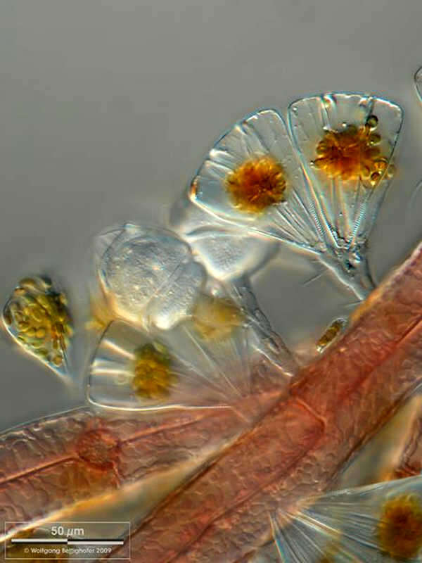 Imagem de Licmophora juergensii