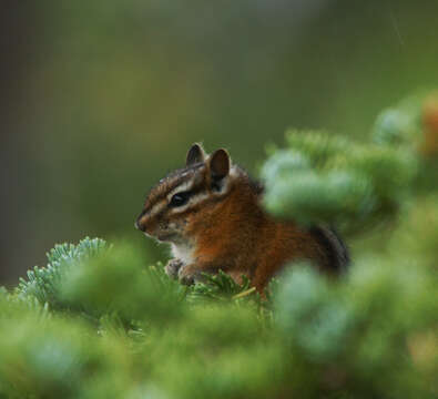 Image of Least Chipmunk