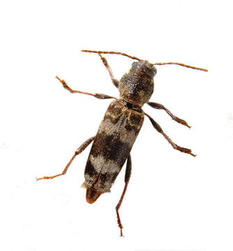 Image of Xylotrechus