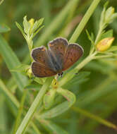 Image of Lycaena dorcas