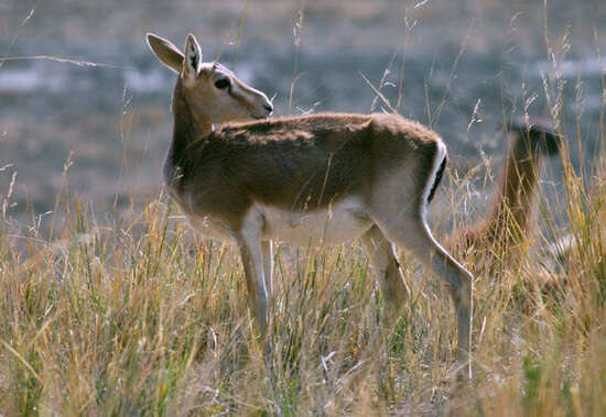 Image of Goitered Gazelle