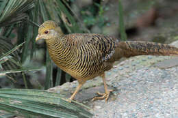 Chrysolophus pictus (Linnaeus 1758) resmi