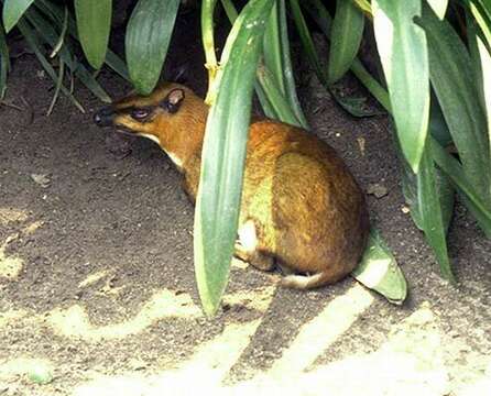 Image of Mouse Deer
