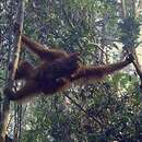 Image of Bornean orangutan