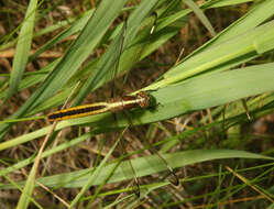 Image of Spangled Skimmer