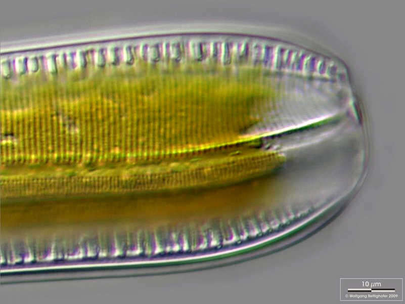 Image of Nitzschia Hassall 1845