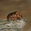 Image of Say's Cicada