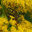 Image of Locust Borer