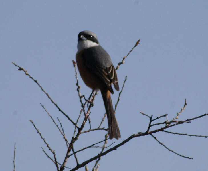 Image of Grey-backed Shrike