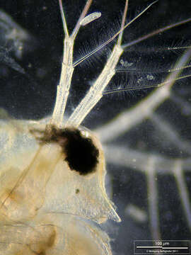 Image of Water Flea