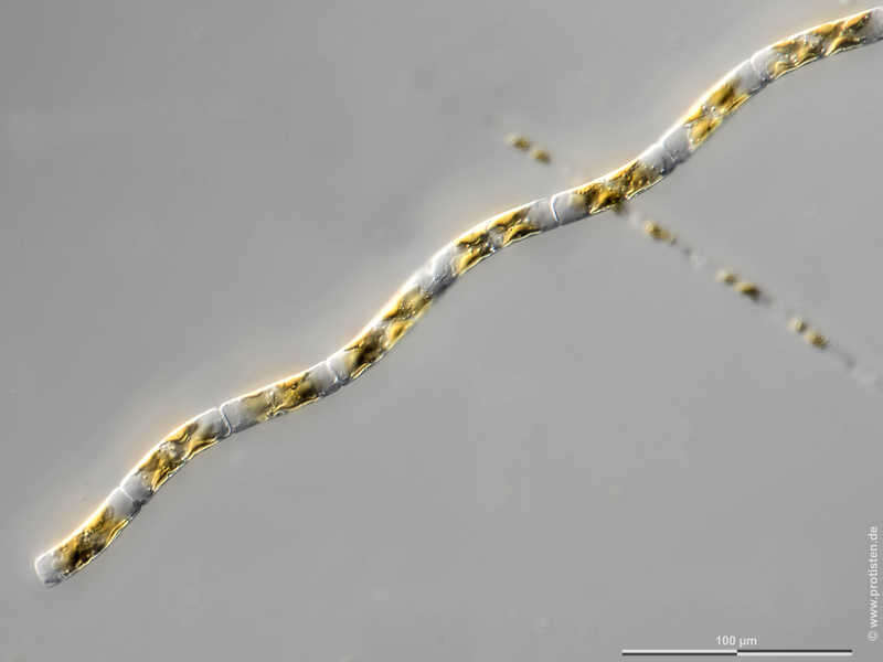 Image of Guinardia delicatula