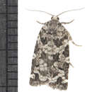 Image of Spring Spruce Needle Moth
