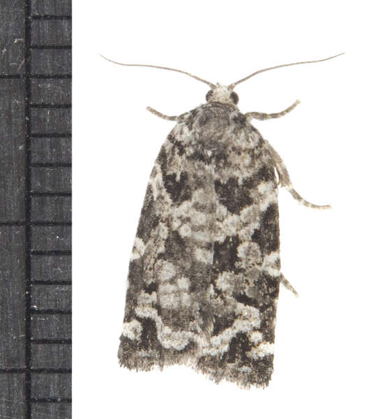 Image of Spring Spruce Needle Moth