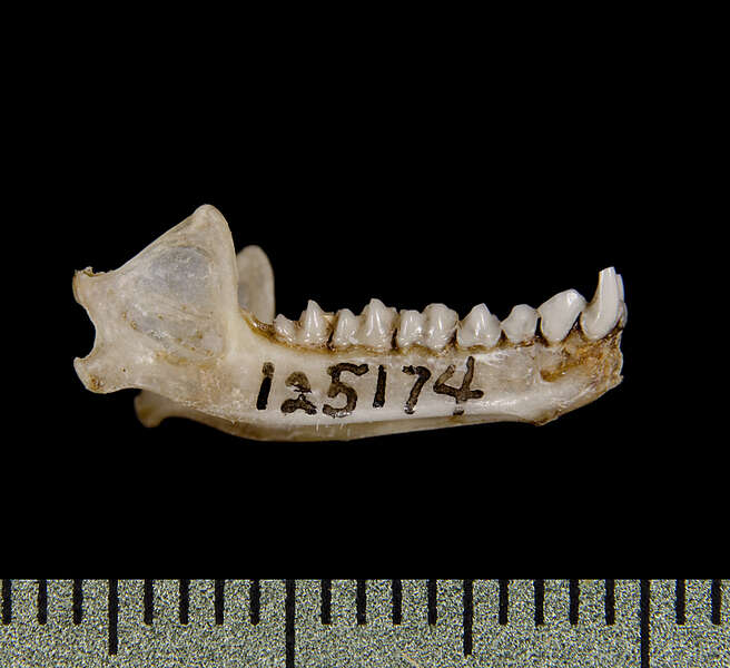 Plancia ëd Micronycterinae Van Den Bussche 1992