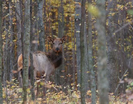 Image of Red Deer