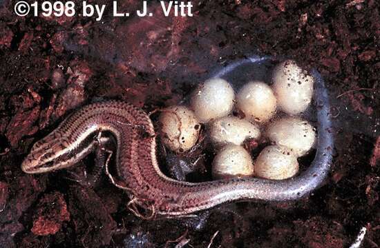 Image of skink