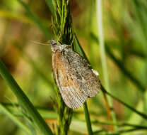 Image of Ringlets