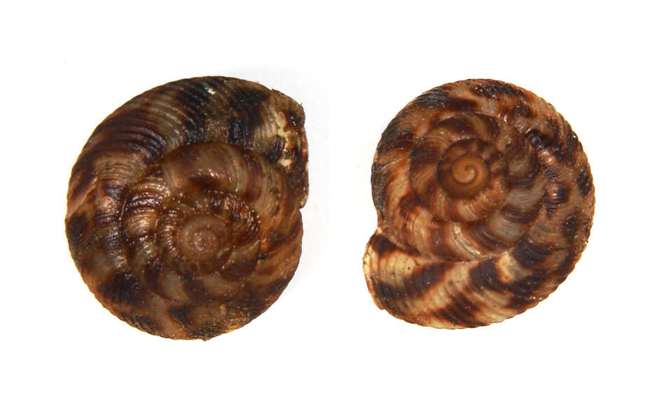 Image of disc snails