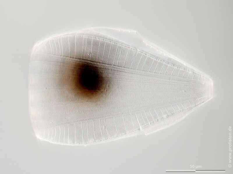Surirella elegans Ehrenberg resmi