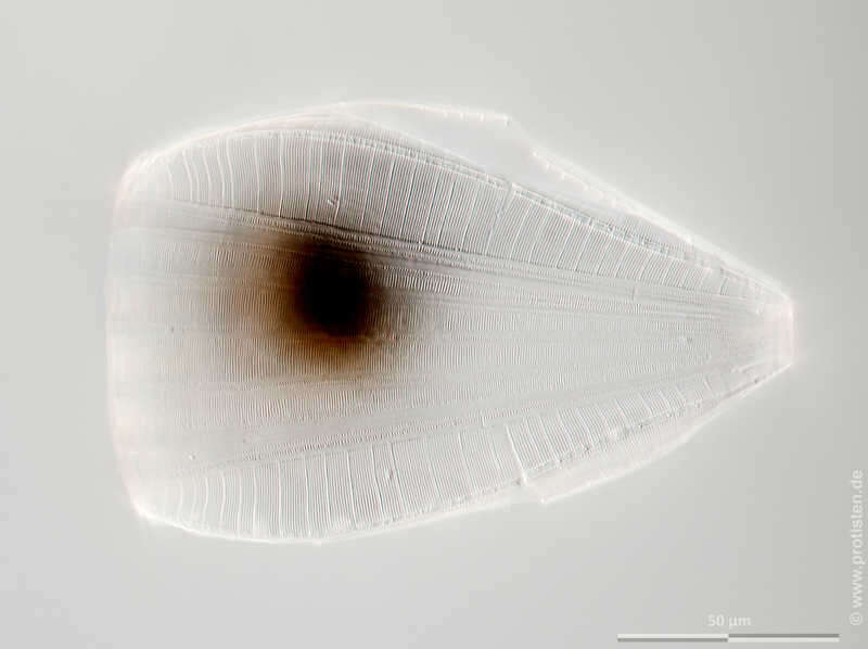 Image of Surirella elegans Ehrenberg