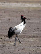 Image of Black-necked Crane