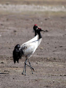 Слика од Grus nigricollis Przewalski 1876