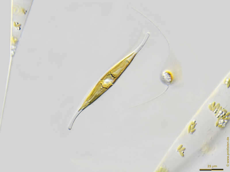 Image of Gyrosigma fasciola