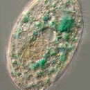 Imagem de Pseudomicrothorax dubius