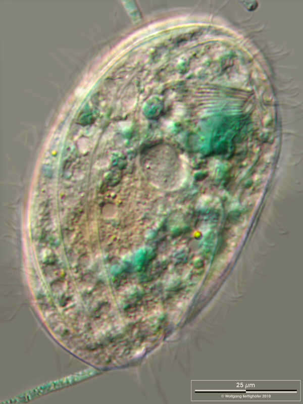 Imagem de Pseudomicrothorax dubius