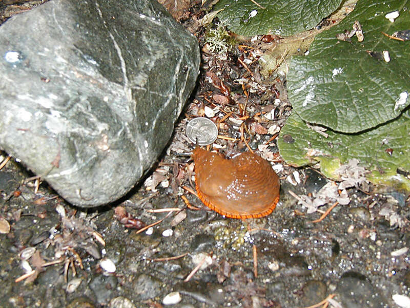 Image of Black slug