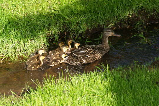 Image of Common Mallard