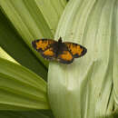 Image of Phyciodes selenis