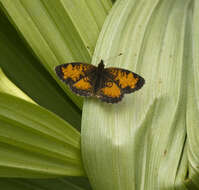 Image of Phyciodes selenis