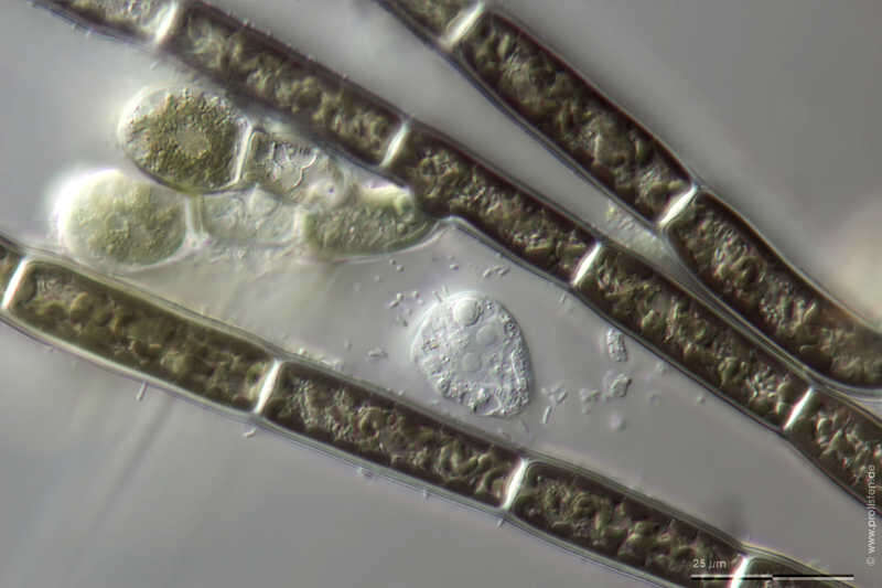 Image of Nuclearia delicatula