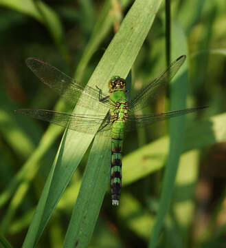 Image of Pondhawks