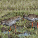 Image of Common Redshank