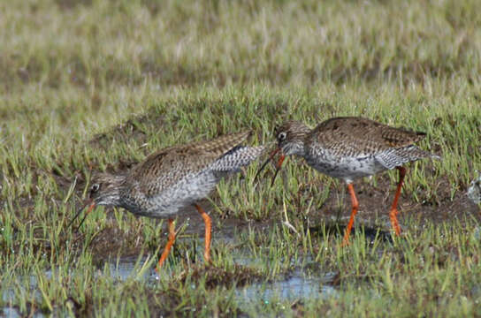 Image of Common Redshank