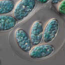 Image de Glaucocystis nostochinearum